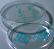 Petri dish contains glass slides coated with transparent electronics